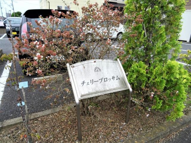  チェリー・ブロッサム（知手中央）