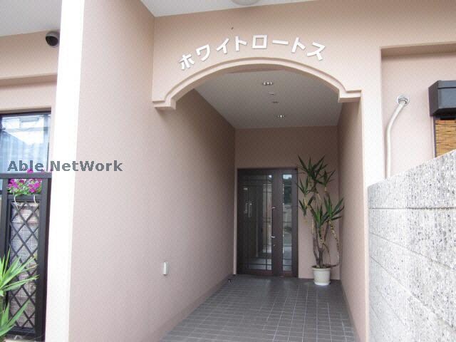  ホワイトロートス