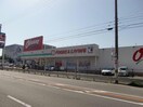オークワ泉大津店(スーパー)まで812m プリムローズ