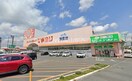 スーパードラッグひまわり津高店(ドラッグストア)まで1887m 桃の里マンション