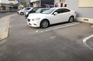  ルピナス