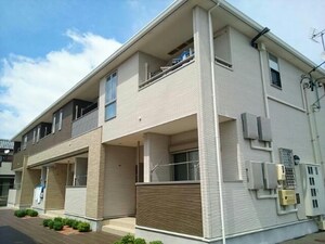 コンフォート(初生)