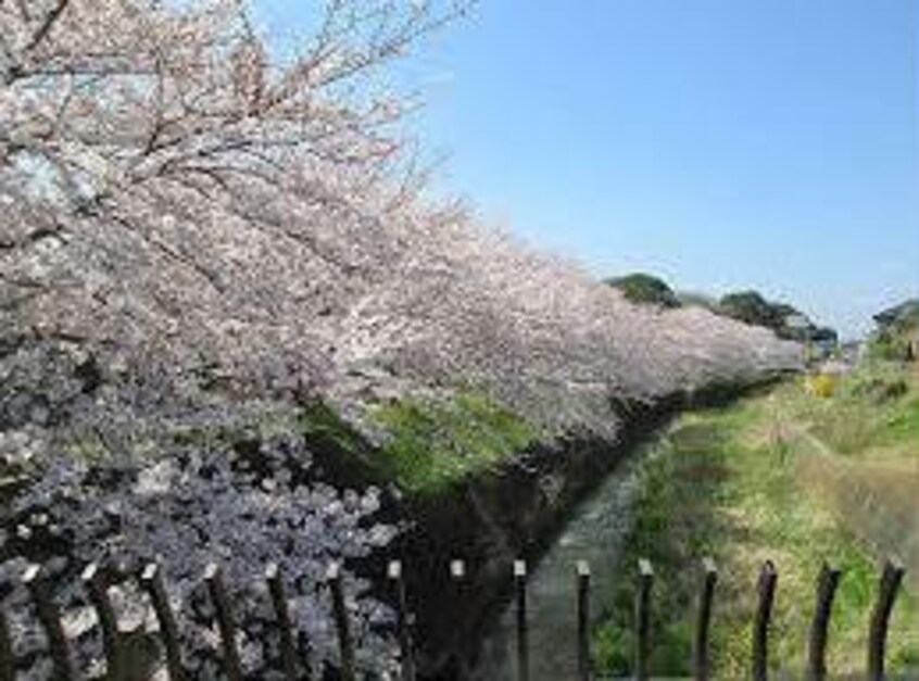 畑沢公園(公園)まで1501m クレストヒルズＦ