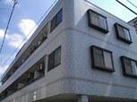 ハイネス毬藻