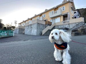 コートダジュールⅡ多米