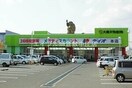 ディオマート児島店(スーパー)まで1093m ヨットハウス