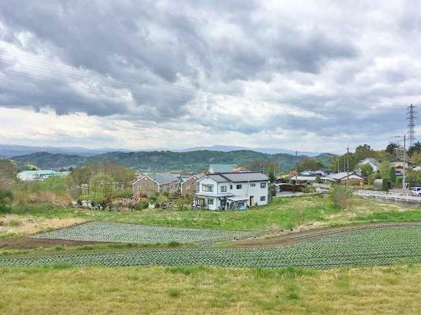 参考写真 サープラスコスモス