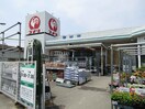 ｺﾒﾘﾊｰﾄﾞｱﾝﾄﾞｸﾞﾘｰﾝ美浜奥田店(電気量販店/ホームセンター)まで192m GLANZ（グランツ）