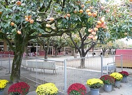 法泉寺保育園(幼稚園/保育園)まで704m クレスト小野澤