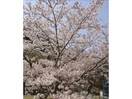 吉野山公園(公園)まで3507m モデッサ神辺　B