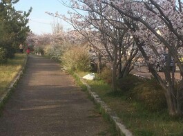 アパート前には桜並木。お散歩で心をリフレッシュ！