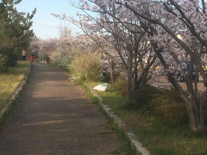 桜並木(公園)まで10m※アパート前には桜並木。お散歩で心をリフレッシュ！ ノーブルハイツ２