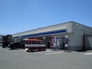 その他 サンフローラ・グレース