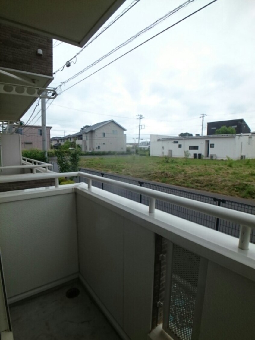  ダンデライオン