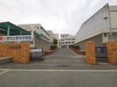 堺市立野田中学校(中学校/中等教育学校)まで414m 上野ハイツ