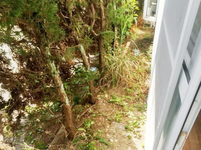  ダイナスティ