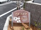  プルメリア