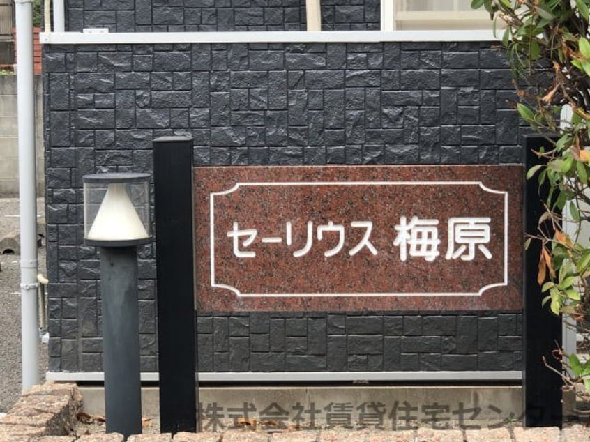  セーリウス梅原Ⅱ