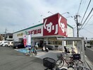 スギ薬局倉治店(ドラッグストア)まで1590m ハミングハイツ