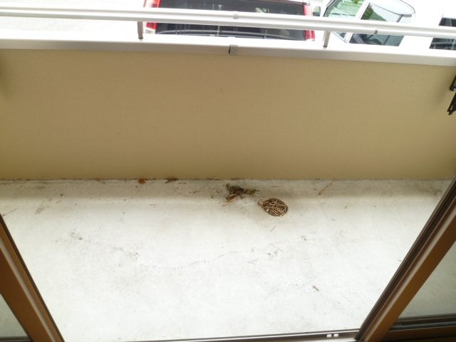 現況が相違する場合は現況を優先致します。2011年6月撮影。 セレス薊野