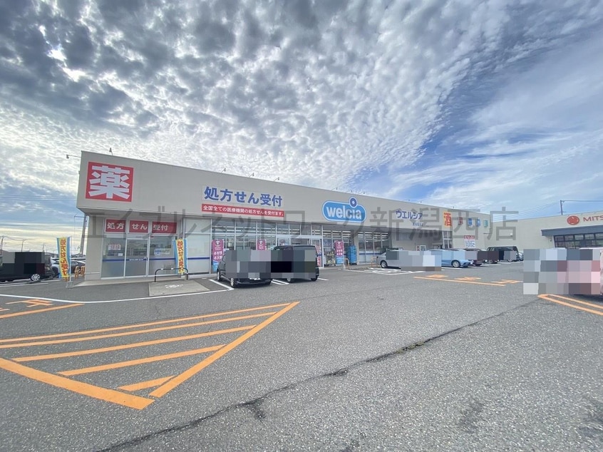 ウエルシア新潟亀貝店(ドラッグストア)まで286m ミライズテラス亀貝