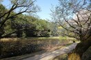 じゅんさい池緑道(公園)まで456m グリーンハイムII