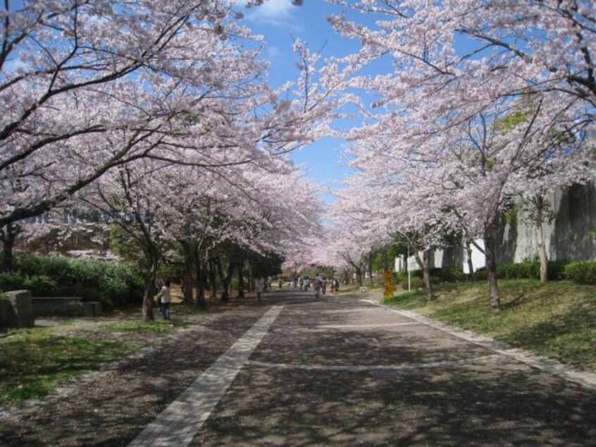 おゆみ野さくら公園(公園)まで528m オーシャンビュー壱番館