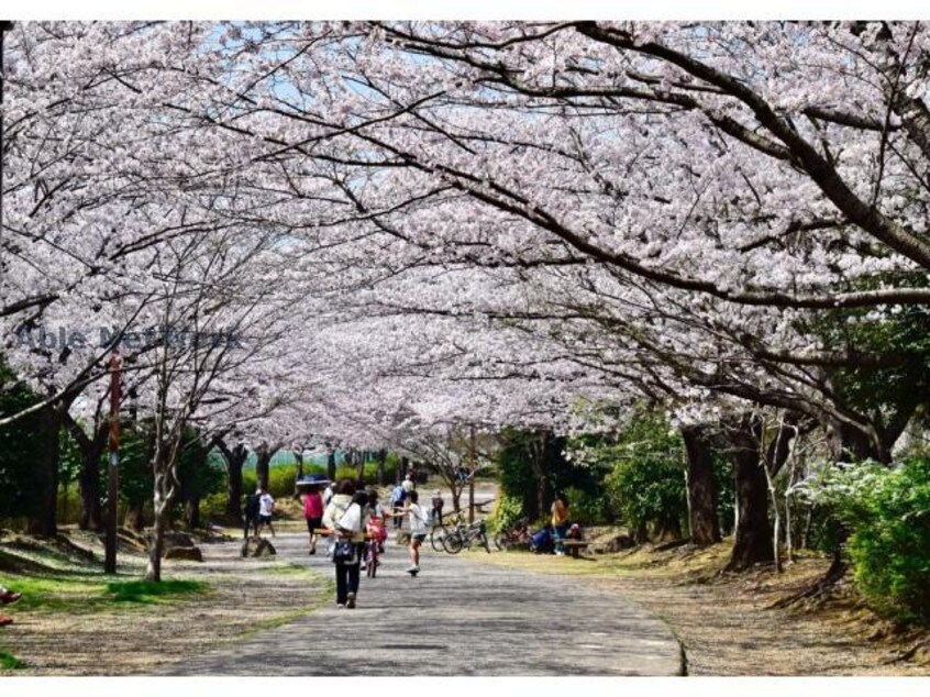おゆみ野はるのみち公園(公園)まで321m メゾンショコラB