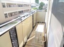  プリムローズ
