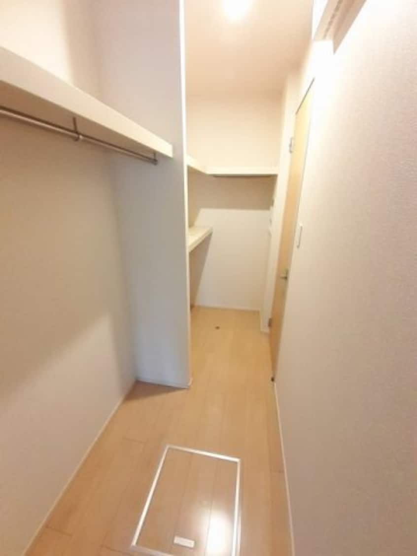  ストレリチア・アルバＡ