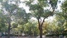 高松中央公園さんまで900m グランツ築地