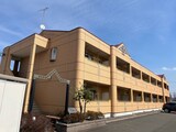 フリージア