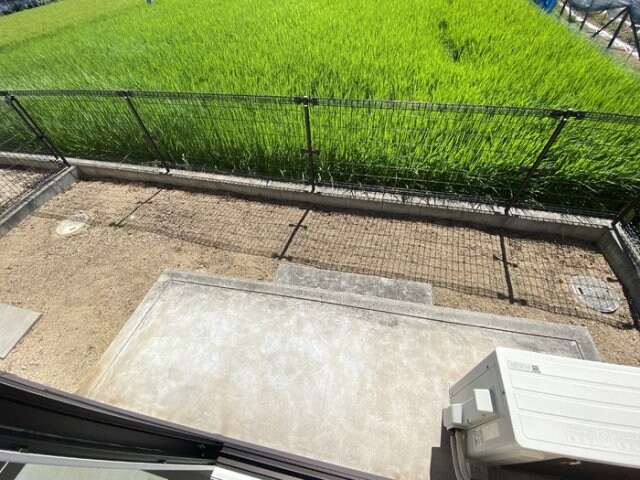  シンシアナガセ