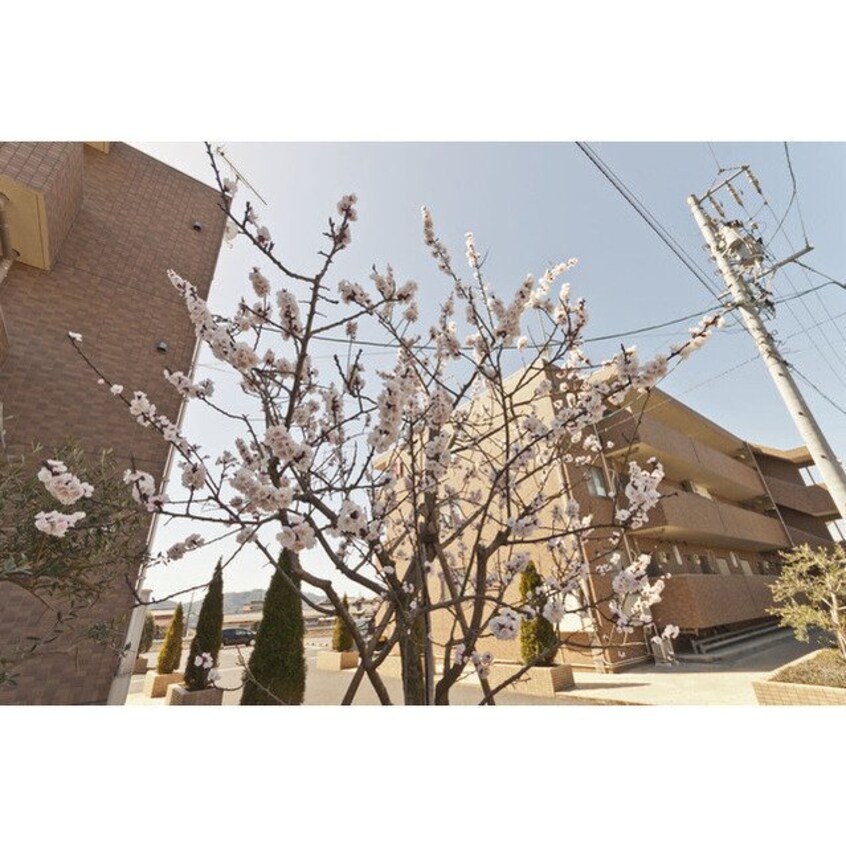  ハートフル柚子