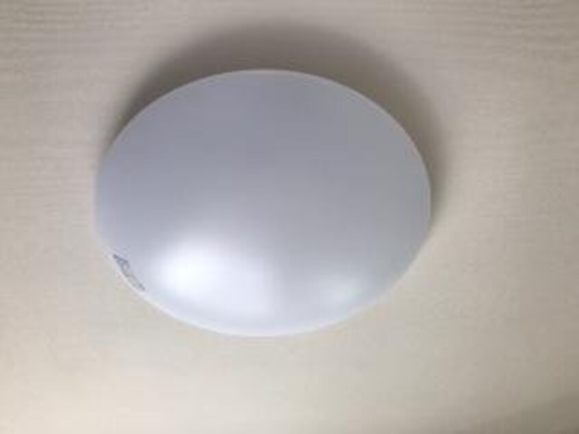 同型タイプ画像 トキワオリーブ