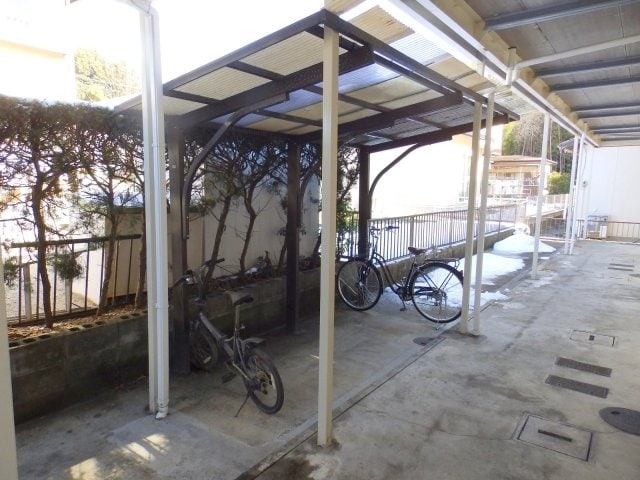  タウニーパインツリー