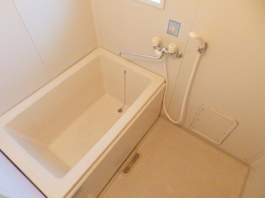  タウニーパインツリー