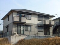 プリムローズ　A