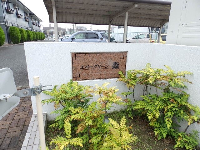  エバーグリーン森