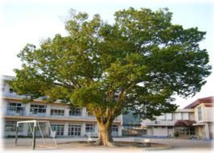 尾道市立御調中央小学校(小学校)まで525m ローズコートミツギ