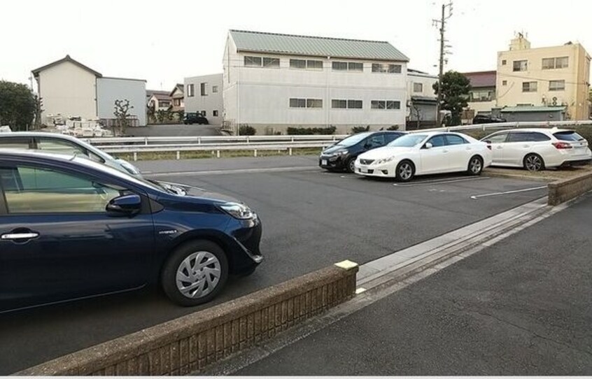  スプリングウッド