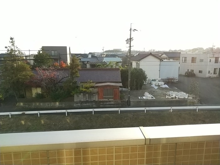  スプリングウッド